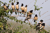 Image. Rosy Starling