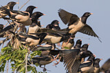 Image. Rosy Starling
