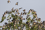 Image. Rosy Starling