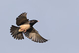 Image. Rosy Starling