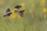 Image. Rosy Starling