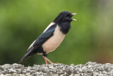 Image. Rosy Starling