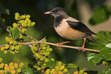 Image. Rosy Starling