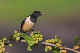 Image. Rosy Starling
