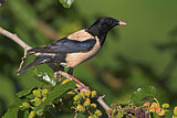 Image. Rosy Starling