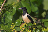 Image. Rosy Starling