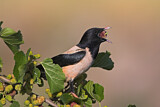 Image. Rosy Starling