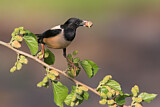 Image. Rosy Starling