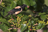 Image. Rosy Starling