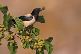 Image. Rosy Starling