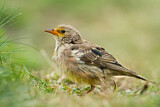 Image. Rosy Starling