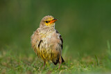 Image. Rosy Starling