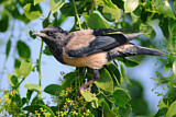 Image. Rosy Starling