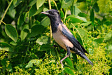 Image. Rosy Starling