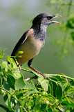 Image. Rosy Starling