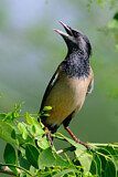 Image. Rosy Starling
