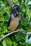 Image. Rosy Starling