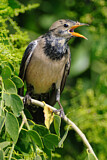 Image. Rosy Starling