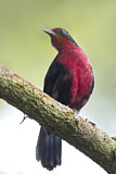 Image. Rosy Thrush-Tanager
