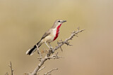 Image. Rosy-patched Bushshrike