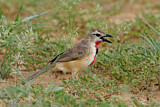Image. Rosy-patched Bushshrike