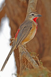 Image. Rosy-patched Bushshrike