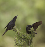 Image. Rotaugen-Kuhstärling