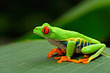 Image. Rotaugenlaubfrosch