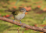 Image. Rotaugenvireo
