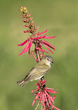 Image. Rotaugenvireo