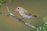 Image. Rotaugenvireo