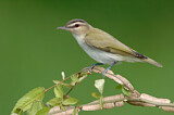 Image. Rotaugenvireo