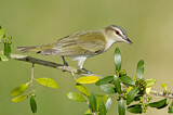 Image. Rotaugenvireo