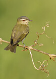 Image. Rotaugenvireo