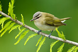 Image. Rotaugenvireo