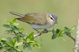 Image. Rotaugenvireo