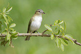 Image. Rotaugenvireo