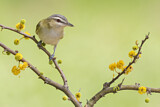 Image. Rotaugenvireo