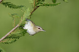 Image. Rotaugenvireo