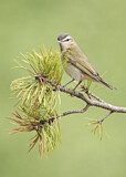 Image. Rotaugenvireo