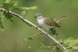 Image. Rotaugenvireo