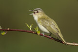 Image. Rotaugenvireo