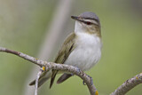 Image. Rotaugenvireo