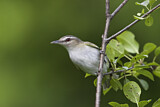 Image. Rotaugenvireo