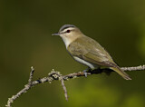 Image. Rotaugenvireo