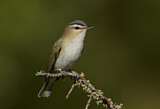 Image. Rotaugenvireo