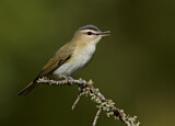 Image. Rotaugenvireo