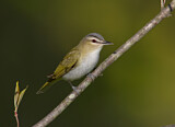 Image. Rotaugenvireo