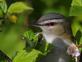 Image. Rotaugenvireo
