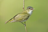 Image. Rotaugenvireo